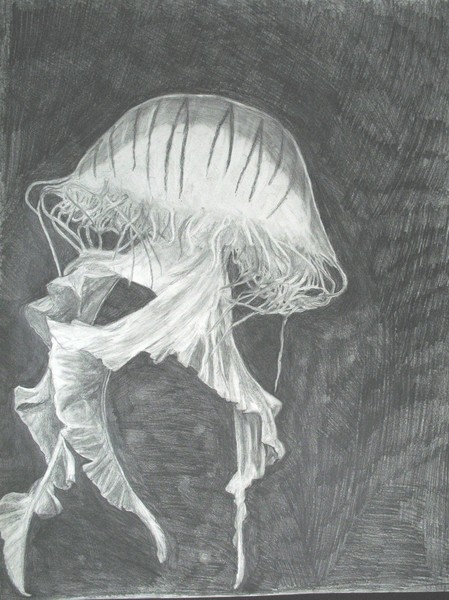 Jellyfish