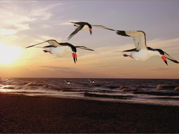 Skimmers