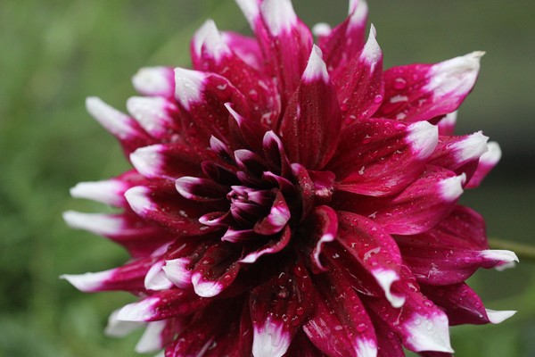 8 inch wide Dahlia bloom grown in pot on patio