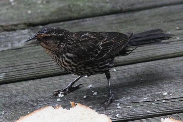 female redwing blackbird singing