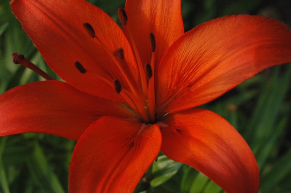 Fabulous colored lily