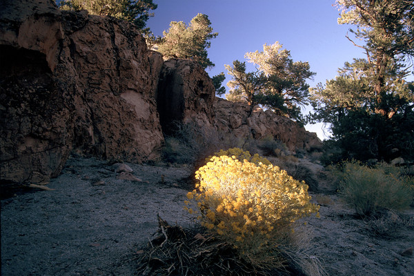 Yellow Desert Plant in Light Rays