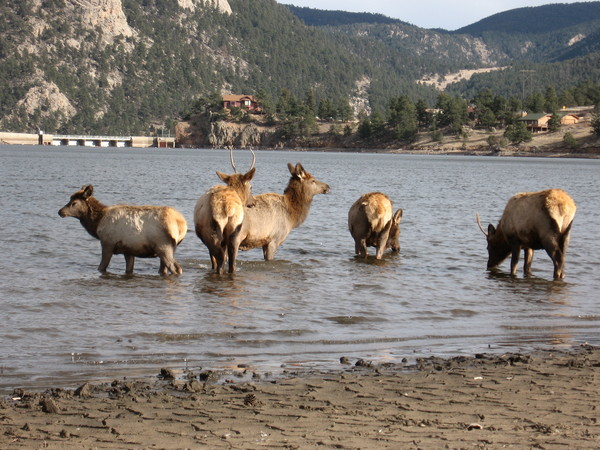 The Elk are in season