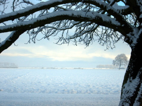 view from my kitchen