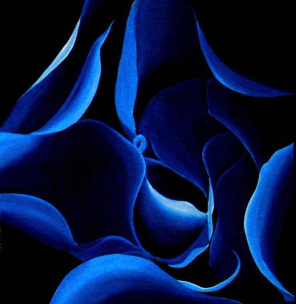 blue rose