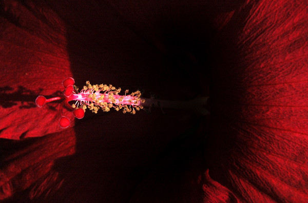 Scarlet Blooms