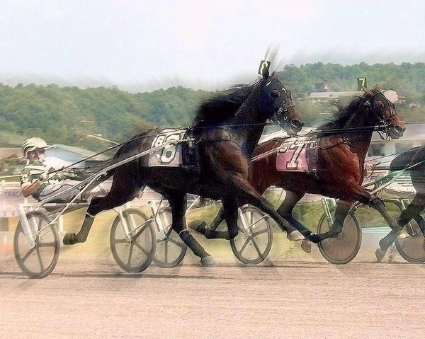 Trotting Power