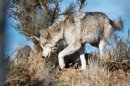 Lone Wolf