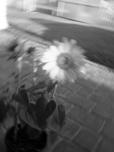 Sun Flower