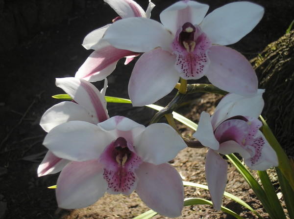   Flaura
