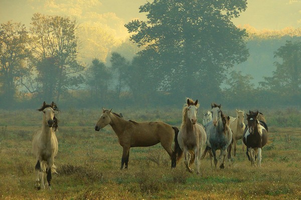 Free Spirited on a Misty Morning