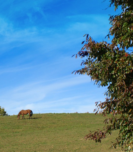 Fall Horse