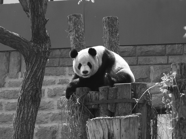 panda
