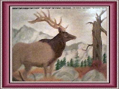 Elk roam
