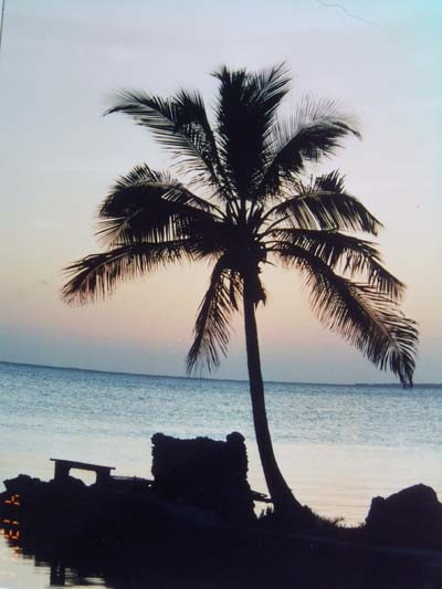Palm Tree