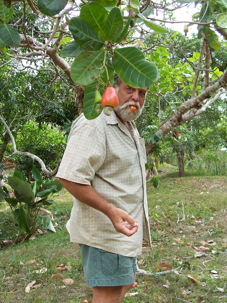 The devils fruit