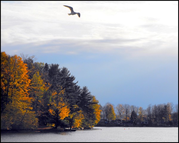 Gull Over The Lake