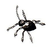 Beetle