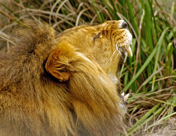 Lion yawning.