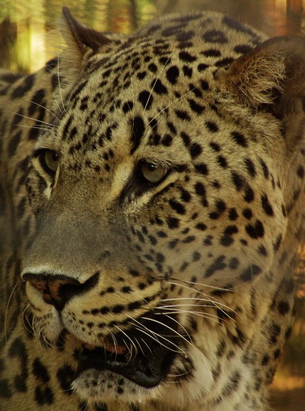 Persian Leopard.