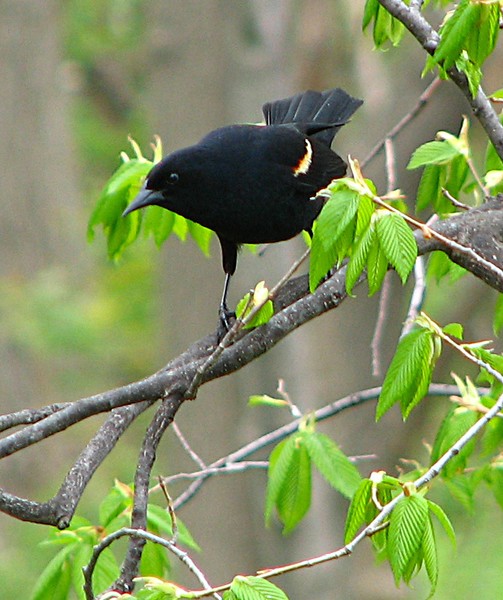 Redwing Blackbird