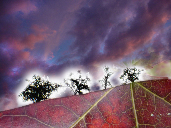 Tree leaves...