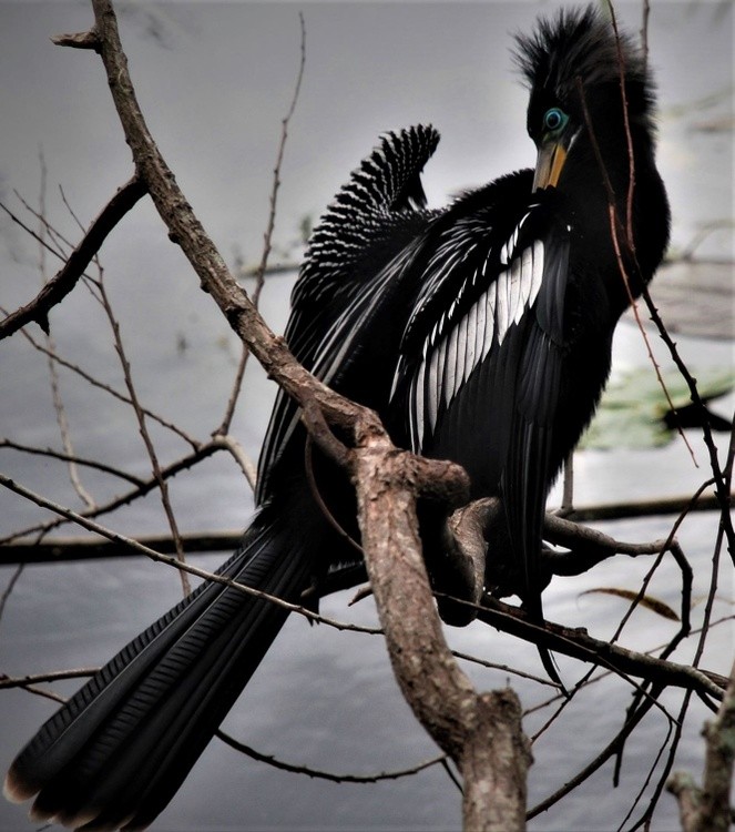 Anhinga At Lake Lily