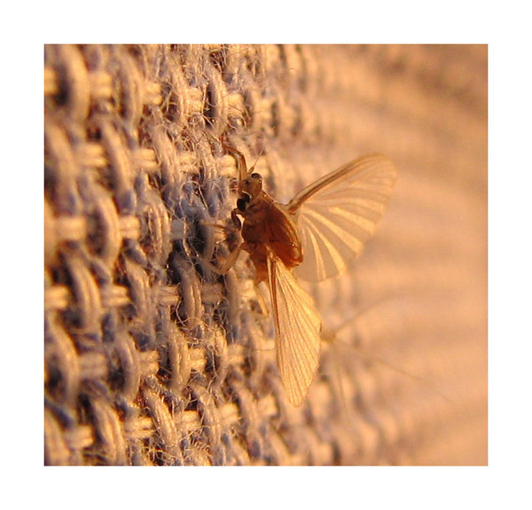 bug of the threads