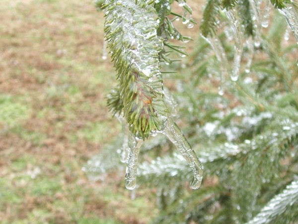 Frozen green