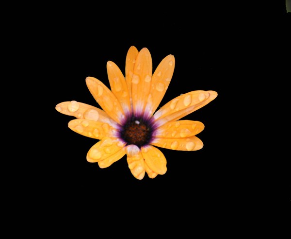 Yellow Daisy