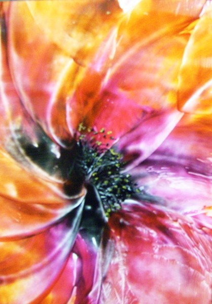 poppy dream