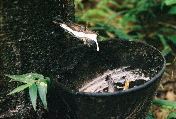 Rubber Tree