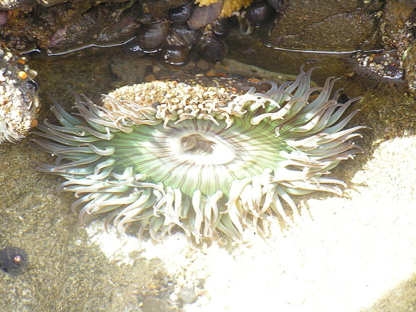 Anomole of the Anemone