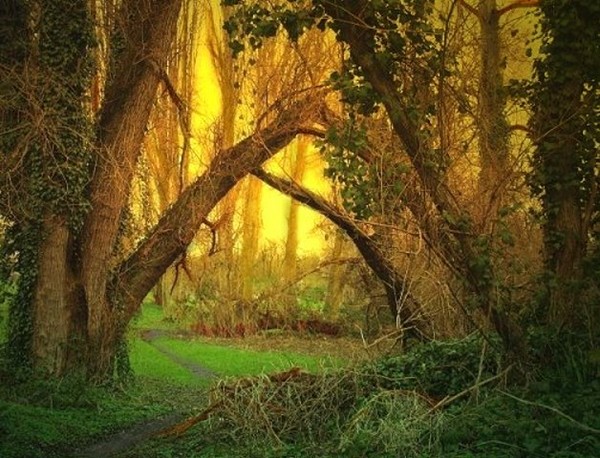Mystery Forest
