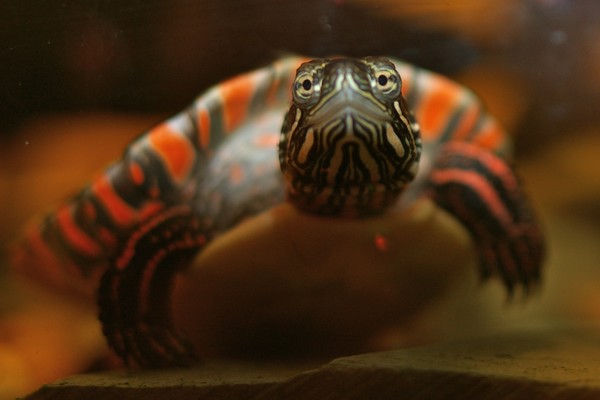Grandmaster Oogway