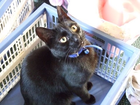 Basket case