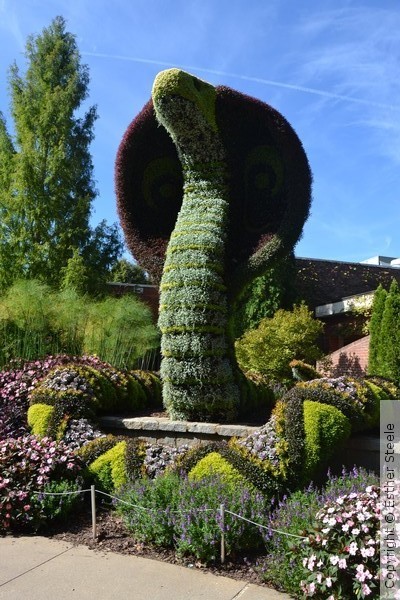 Garden Serpent