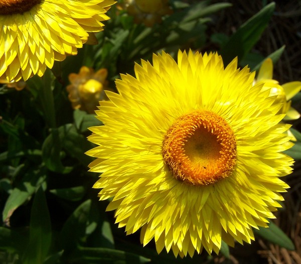 Yellow Daisy