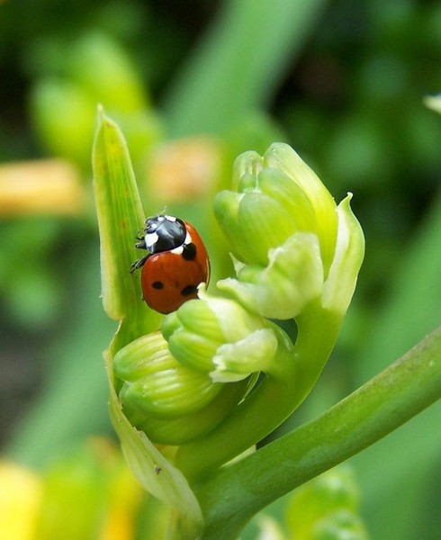 Ladybug 2