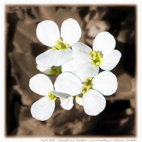 Arabis B&W