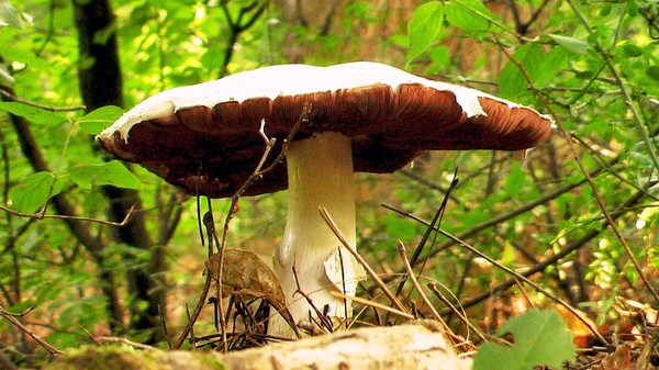 Fairy Tale