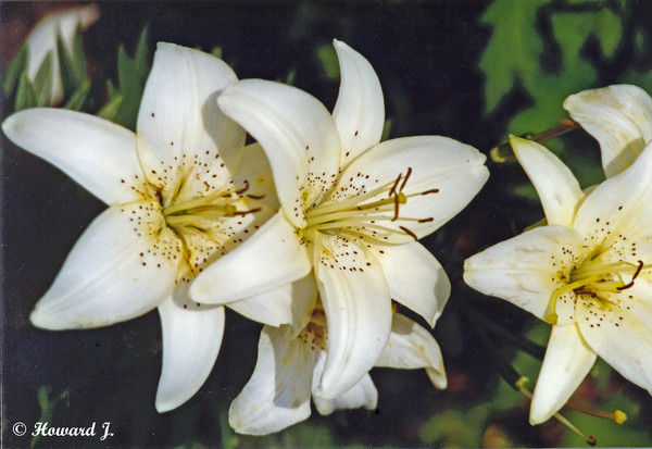 Natures Best