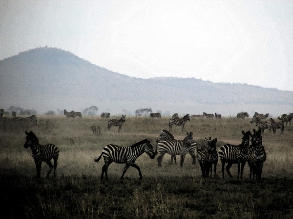 Safari Tanzania 6