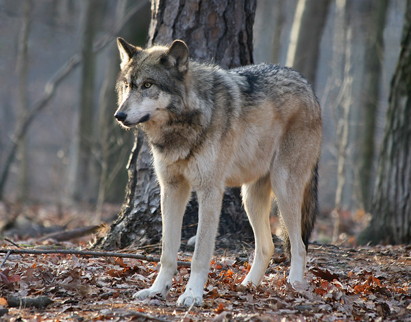 Timber Wolf at Twilight