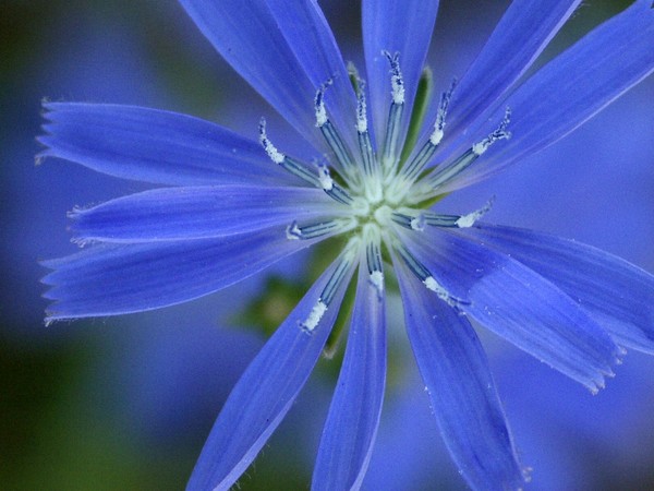 Deep Blue