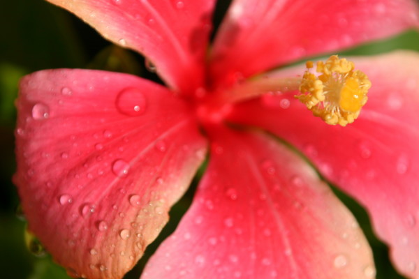 Flower close-up