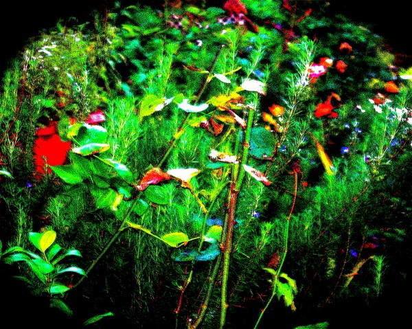 Elf Woods