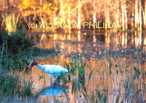 Woodstork