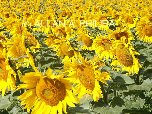 sunflowers