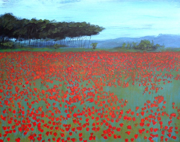 Poppy field
